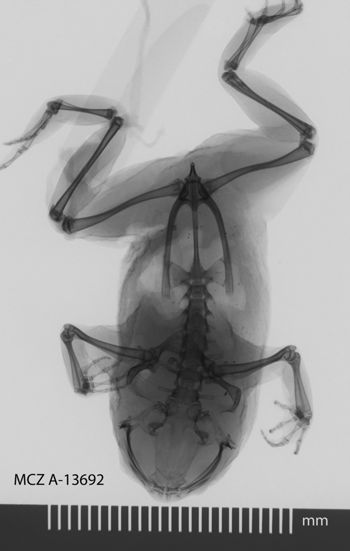 Media type: image;   Herpetology A-13692
